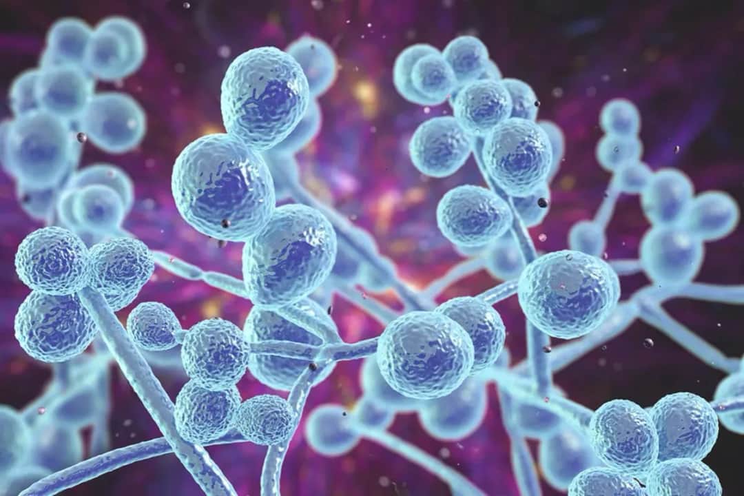 Candida objawy psychiczne: jak grzybica wpływa na twoje samopoczucie