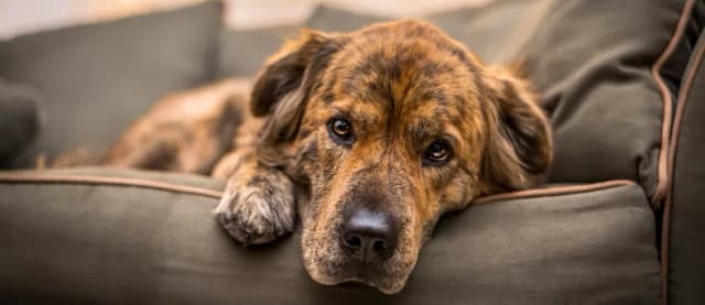 Choroby psychiczne u psów: objawy, które mogą zaskoczyć każdego właściciela